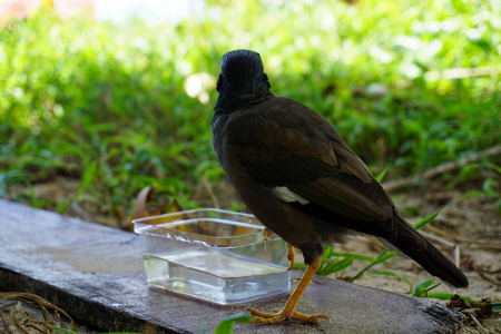 热带鸟类在泰国的自然