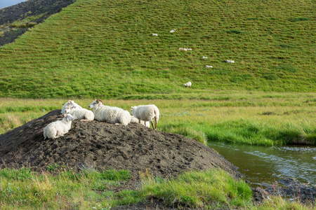 Myvatn 湖附近山丘上的绵羊和 Skutustadir Pseudocraters, 北冰岛