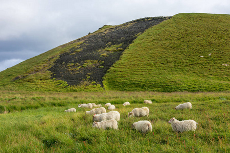 Myvatn 湖附近山丘上的绵羊和 Skutustadir Pseudocraters, 北冰岛