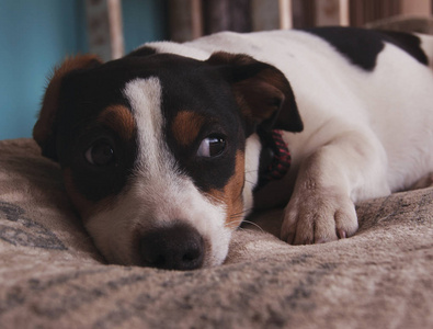 伤心的小杰克罗素狗躺在毯子上