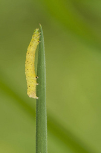 在绿色草本黄色 catterpillar