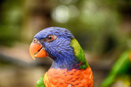 五颜六色的彩虹澳洲鹦鹉 Trichoglossus haematodus 鸟在鸟园的选择性聚焦图像画像