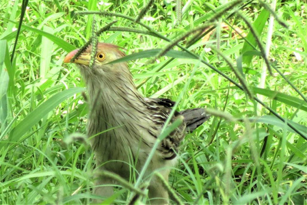 吉拉吉拉或吉拉杜鹃。 南美洲鸟类Pirincho。