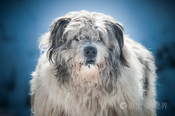 巨大的罗马尼亚牧羊犬照片 正版商用图片0te70u 摄图新视界 巨大的罗马尼亚牧羊犬照片 正版商用图片0te70u 摄图新视界