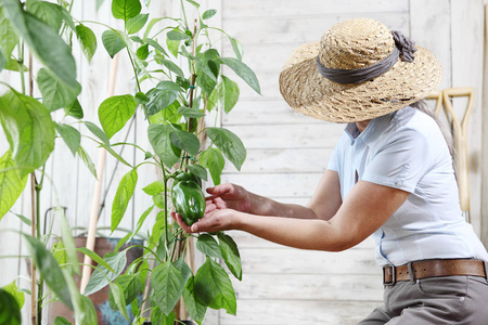 在菜园工作的妇女, 检查种植在植物上的青椒, 植物和作物的护理概念