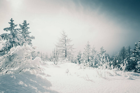 白雪覆盖的树木在冬天森林在日落时