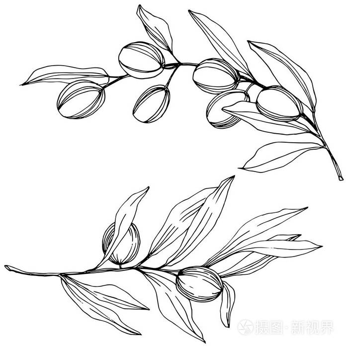 插画 橄榄树在向量样式隔离.黑白雕刻水墨艺术.eps