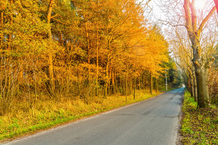 沥青路面在金色的秋天的树林