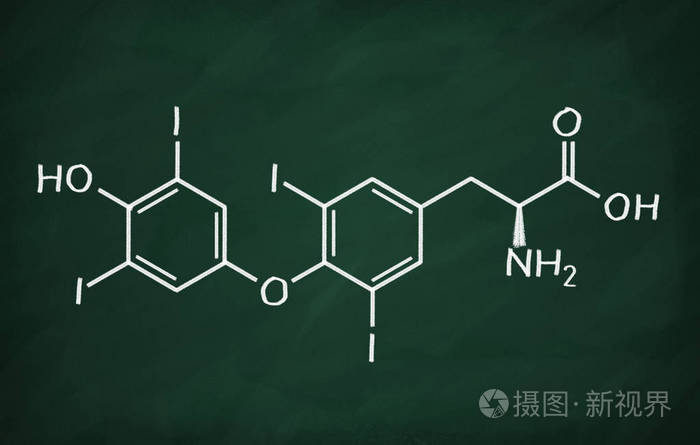 甲状腺激素的结构模型