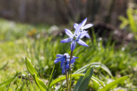 一株希拉西伯利亚, 早春的蓝花盛开在草丛中