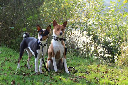 双色的巴森吉狗坐在德国梅彭斯兰的草地上, 在横向拍摄