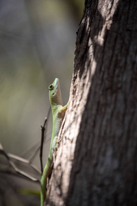 马达加斯加天壁虎, Phelsuma 猴原产于是翡翠马达加斯加, 在保护区黥基 Ankarana, 马达加斯加