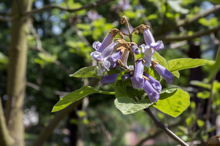 白杨花观赏树, 枝条, 绿叶, 种子和紫罗兰色的春天花