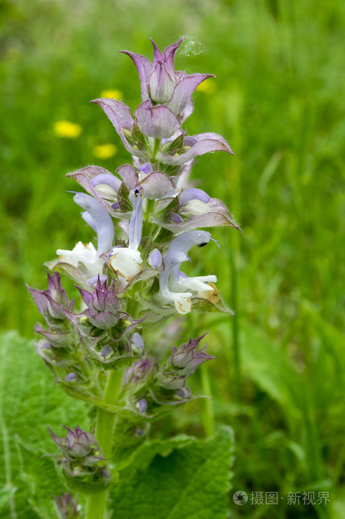 丹参花绽放, 浅紫罗兰花鼠尾草植物, 绿色背景