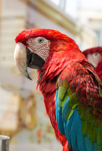金刚鹦鹉鹦鹉的红色和蓝色的羽毛