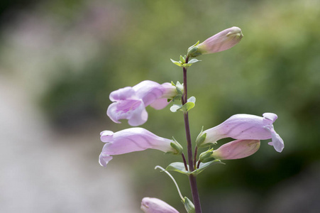 彭斯特蒙桔梗多年生粉红色紫色花茎, 美丽开花植物