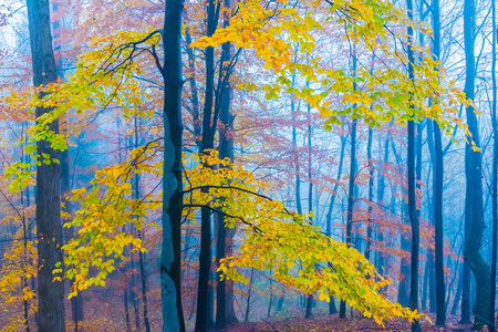 神秘的雾蒙蒙的秋林, 有黄叶和黑暗的气氛
