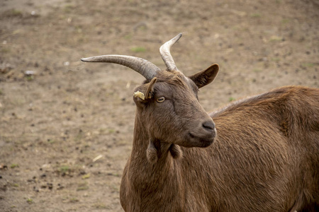 棕色山羊图片