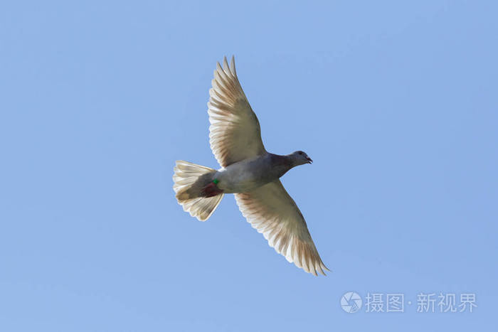 飞行速度赛鸽飞对晴朗的蓝天