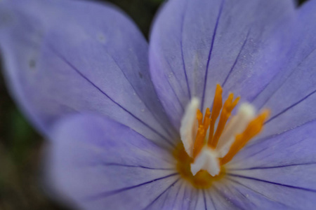 关闭户外紫色野花在自然