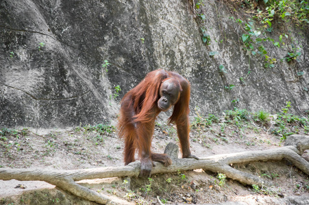 泰国芭堤雅动物园的猩猩观