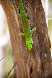 马达加斯加天壁虎, Phelsuma 猴原产于是翡翠马达加斯加, 在保护区黥基 Ankarana, 马达加斯加