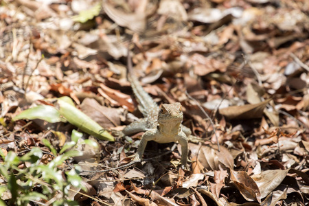 马达加斯加领鬣蜥, Oplurus 维叶, 储量丰富, 黥基 Ankarana, 马达加斯加