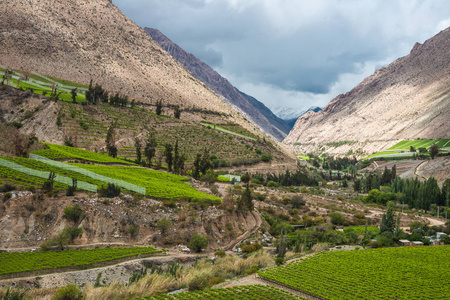 春天的葡萄园。在安第斯山脉，智利阿塔卡马沙漠中的 Elqui 谷