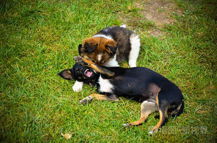 狗和小狗在夏天在草地上玩耍