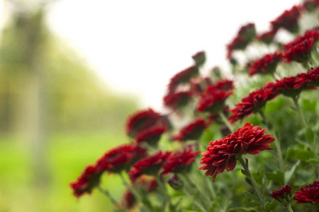 花园中的红色菊花, 明亮的秋花像洋甘菊, 背景