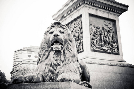 在特拉法加广场上的狮子雕像