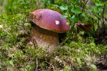 在森林里牛肝菌图片
