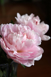 Peonie 特写花