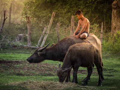 骑着水牛在泰国农村的孩子