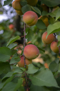 在夏季, 树上杏的树枝上满是熔块杏和绿叶