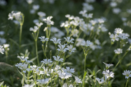夏雪草夏雪草, 雪花盛开的多年生花卉, 在阳光下绿色背景的白色开花植物组