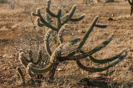 Pilosocereus polygonus 称为喜鹊喜鹊是常见的仙人掌在岩画生物群落在巴西