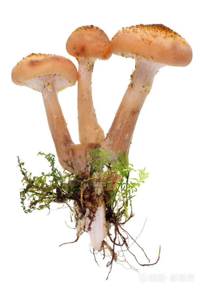 在生长季节开始时, 有根和苔藓的石竹真正的森林树蘑菇.