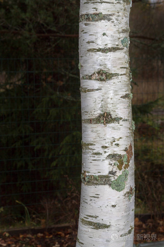 白桦树的树皮被仔细地拍照
