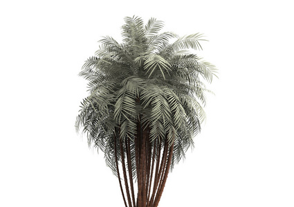 3d 棕榈树在白色背景