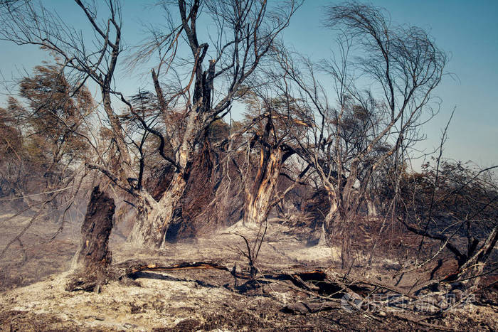 森林大火后被烧毁的树木