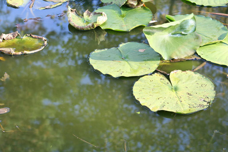 池塘里的睡莲。水生植物的花和叶