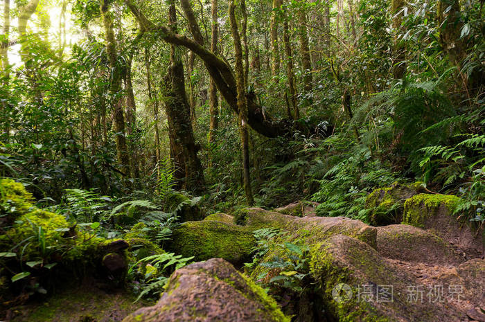 新鲜度概念-清晨阳光下的自然雨林