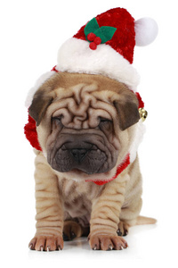 沙培小狗坐在白色背景与圣诞老人服装