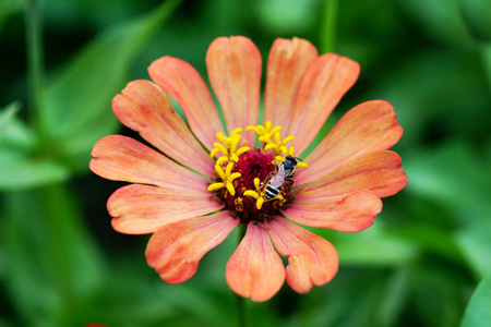 橙色的 zinnia 花与蜜蜂