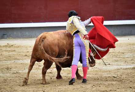 西班牙公牛在斗牛场