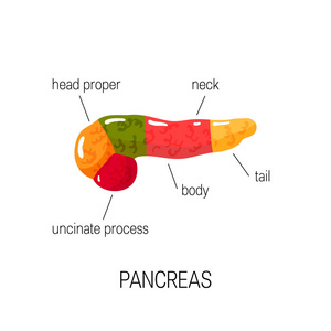 胰腺医学图, 向量例证