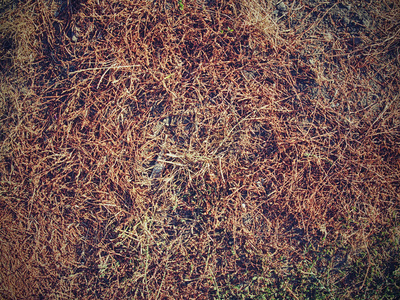 太阳烧绿了。干燥的草茎在极端炎热的夏天。干燥 dissaster