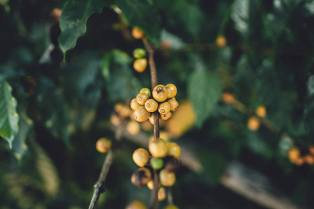 黄色樱桃咖啡豆阿拉比卡自然界