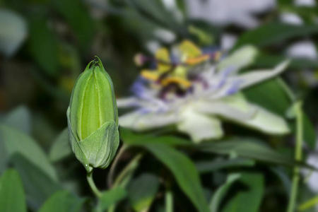 红花花和花蕾盛开美丽的花朵